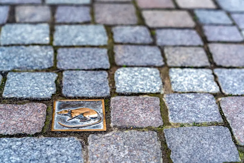Rat floor tiles in Hameln
